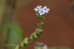 Cynoglossum zeylanicum